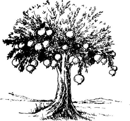 Jawaban Psikotes Gambar Pohon Manggis